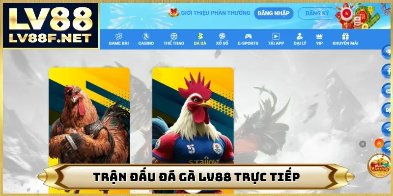 Trận đấu đá gà LV88 trực tiếp
