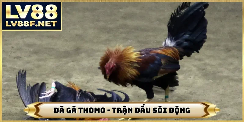Đá Gà Thomo - Tận Hưởng Trận Đấu Sôi Động Ngay Trên LV88
