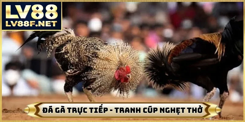 Đá Gà Trực Tiếp - Trận Hùng Kê Tranh Cúp Nghẹt Thở Trên LV88