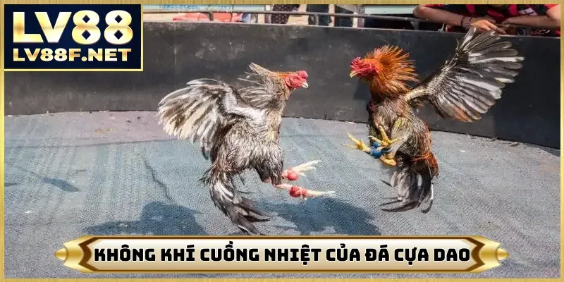 Không khí cuồng nhiệt của đá cựa dao