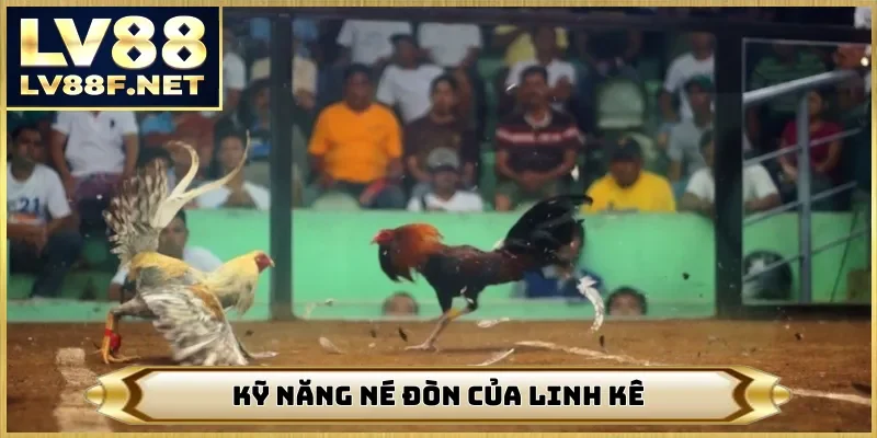 Kỹ năng né đòn của linh kê