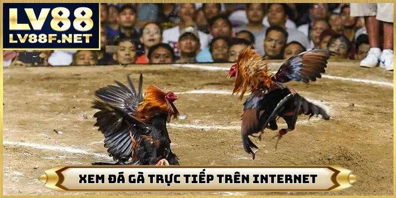 Xem đá gà trực tiếp trên internet