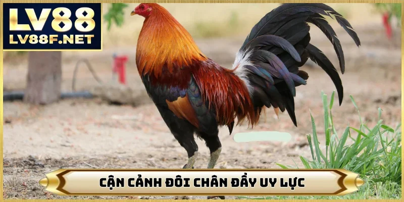 Cận cảnh đôi chân đầy uy lực
