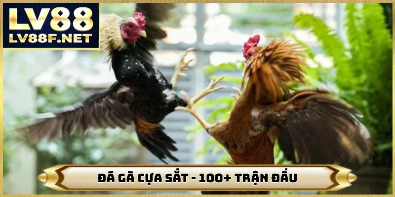 Đá Gà Cựa Sắt - Nơi Có 1000+ Trận Đấu Tường Thuật Trên LV88
