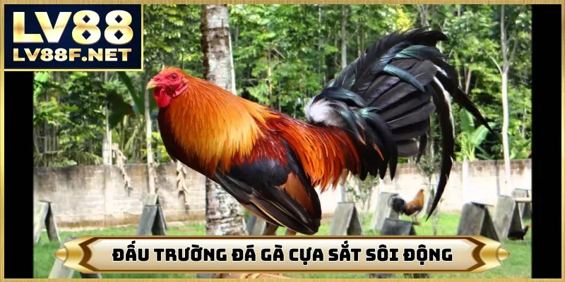 Đấu trường đá gà cựa sắt sôi động