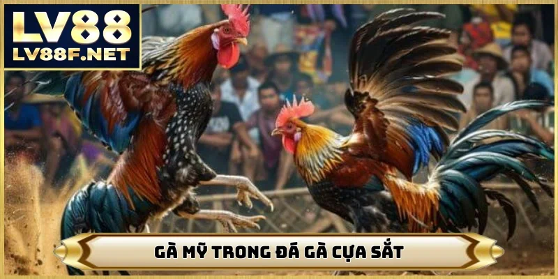 Gà Mỹ trong đá gà cựa sắt