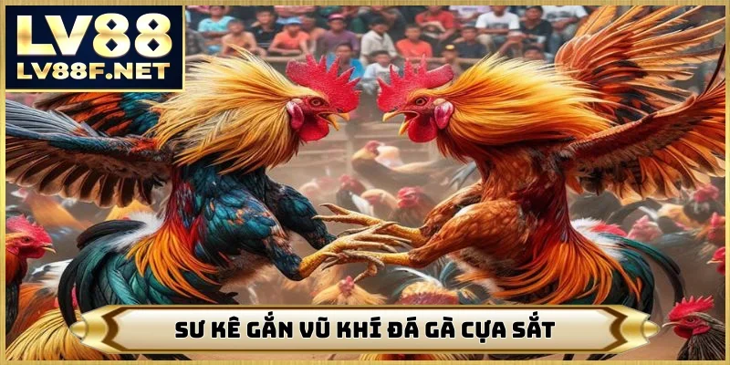 Sư kê gắn vũ khí đá gà cựa sắt